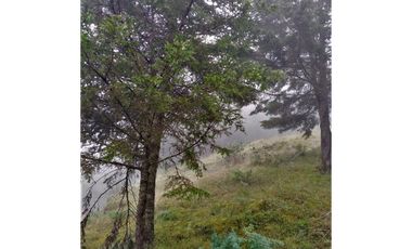 VENTA HERMOSO terreno en el bosque cerca de Mineral del Chico $700 el m2