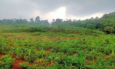 Tanah murah 2ha Tanjungsari Sumedang 6jt per tumbak