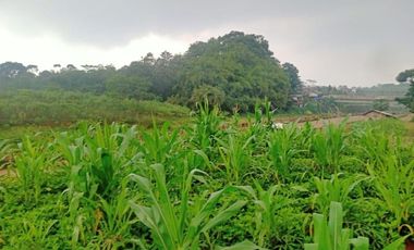 Tanah murah 2ha Tanjungsari Sumedang 6jt per tumbak