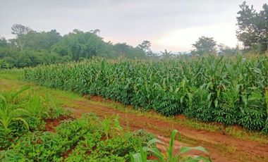 Tanah murah 2ha Tanjungsari Sumedang 6jt per tumbak