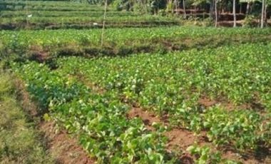 1,82 Ha Tanah Strategis Komersil Mainroad Cisarua Untuk Villa & Wisata, Bandung Barat