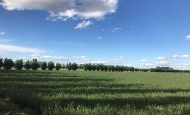 Finca de 62 ha - General Alvear- Mendoza