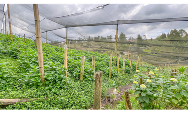Venta de Finca de Uso Mixto Vereda Hojas Anchas