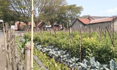 Dijual tanah 1736 m Lokasi strategis dekat taman wisata Begonia Lembang Bandung