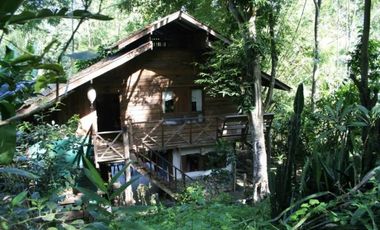 Jungle Hideaway Home For Sale