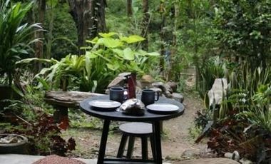 Jungle Hideaway Home For Sale