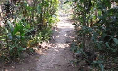 Jungle Hideaway Home For Sale