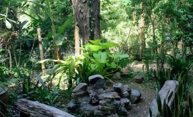 Jungle Hideaway Home For Sale