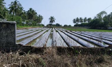 DIJUAL MURAH Tanah di Panimbang Banten 1.5 Ha PINGGIR JLN