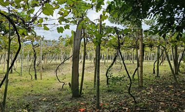 finca en arriendo en ginebra. Cod A7281869