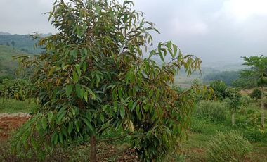 Tanah Kavling Kebun Pesona Alam Pancaniti