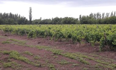 CASA QUINTA CON FINCA 12 HA
