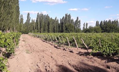 CASA QUINTA CON FINCA 12 HA