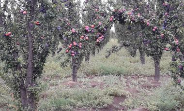 CASA QUINTA CON FINCA 12 HA