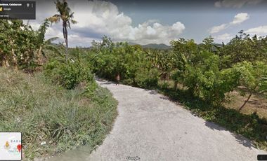 Alaminos vacant lot