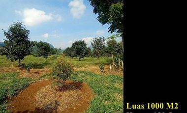 Tanah Kavling Kebun Luas 1000 Meter Murah di Bogor Timur