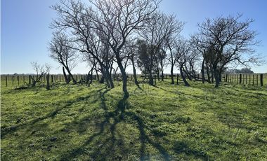 Campo en venta en Ranchos. 232 Has. ganadero