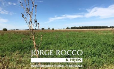 Campo en venta en Ranchos. 232 Has. ganadero
