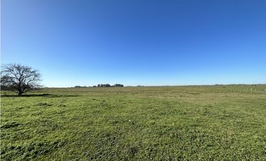 Campo en venta en Ranchos. 232 Has. ganadero