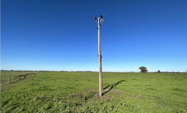 Campo en venta en Ranchos. 232 Has. ganadero