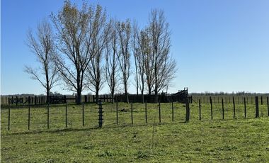 Campo en venta en Ranchos. 232 Has. ganadero