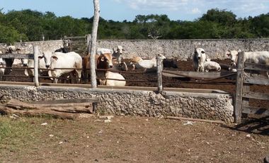 RANCHO EN VENTA, ENTRE PANABA Y SAN FCO., EN YALSIJON, YUCATAN
