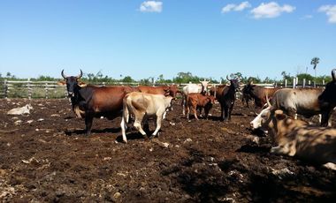 RANCHO EN VENTA, ENTRE PANABA Y SAN FCO., EN YALSIJON, YUCATAN