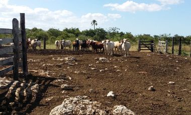 RANCHO EN VENTA, ENTRE PANABA Y SAN FCO., EN YALSIJON, YUCATAN