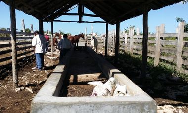 RANCHO EN VENTA, ENTRE PANABA Y SAN FCO., EN YALSIJON, YUCATAN