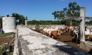 RANCHO EN VENTA, ENTRE PANABA Y SAN FCO., EN YALSIJON, YUCATAN