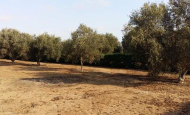 Terrenos Residenciales Venta Proyecto Condominio El Olivar - PUCUSANA
