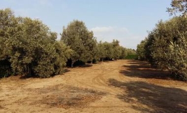 Terrenos Residenciales Venta Proyecto Condominio El Olivar - PUCUSANA