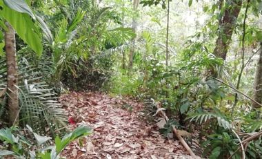 Land for lease jungle view close Ubud Center