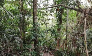 Land for lease jungle view close Ubud Center