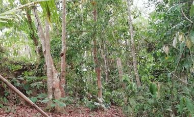 Land for lease jungle view close Ubud Center