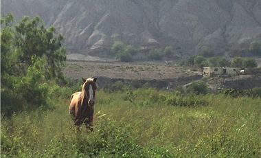 OCASION INVERSIONISTA  TERRENO FRENTE AL RIO - LUNAHUANA  CAÑETE