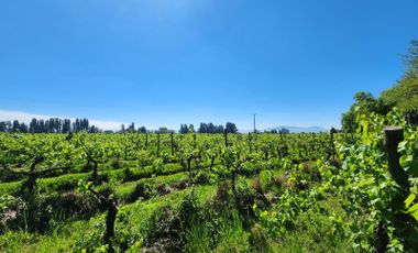Se vende Terreno agricola de 21.790 m2 en Molina