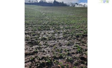 SE VENDE HERMOSO CAMPO EN QUICHAMAHUIDA - TRAIGUEN