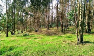 SE VENDE HERMOSO CAMPO EN QUICHAMAHUIDA - TRAIGUEN