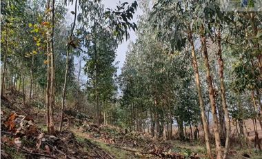 SE VENDE HERMOSO CAMPO EN QUICHAMAHUIDA - TRAIGUEN