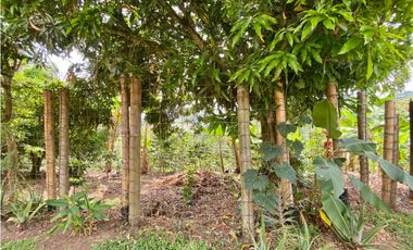 Se Vende Finca Montelargo- Pereira