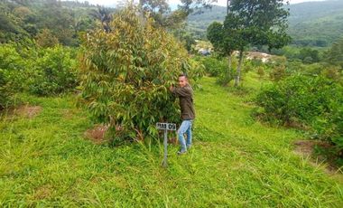 Tanah Kebun Produktif Gratis Biaya Akta Jual Beli