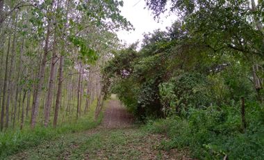 Terreno con  Arboles en Venta en Chicayan, Veracruz, Escritura