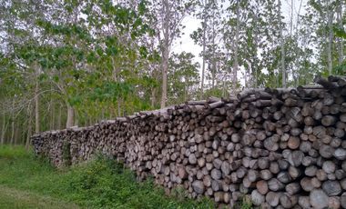 Terreno con  Arboles en Venta en Chicayan, Veracruz, Escritura