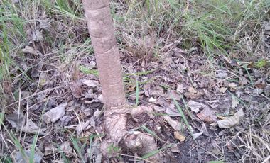 Terreno con  Arboles en Venta en Chicayan, Veracruz, Escritura