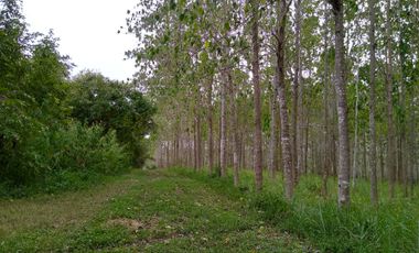 Terreno con  Arboles en Venta en Chicayan, Veracruz, Escritura