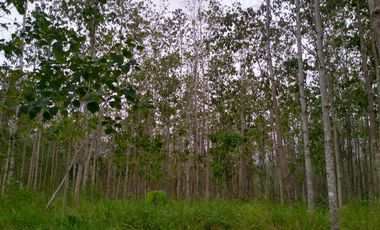 Terreno con  Arboles en Venta en Chicayan, Veracruz, Escritura