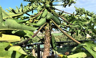 casa en venta en parcelación campestre laguna seca. Cod V108227