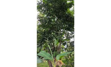 VENDO CASA CON TERRENO DE 2000M2 EN SANTO DOMINGO