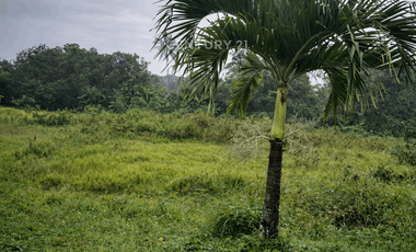Dijual Tanah SMH Sawah Dekat Pasar Godean